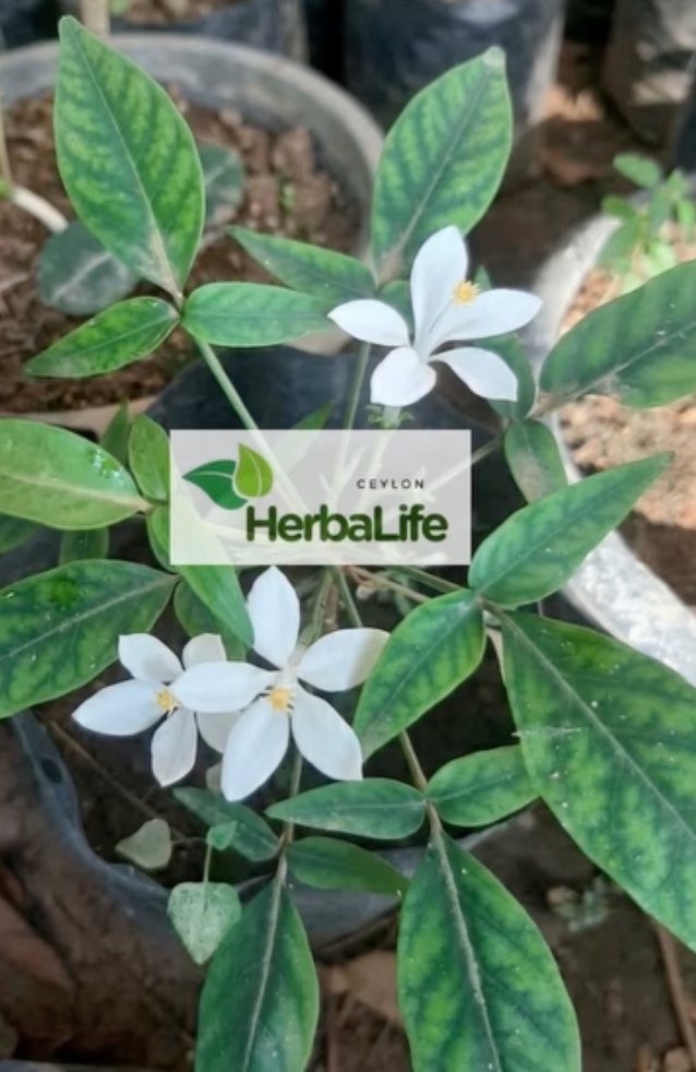 🌿 බිං කොහොඹ (Bin Kohomba) 🌿