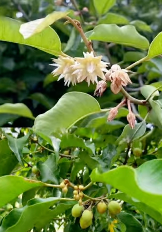 🌿 මූණමල් (Moonamal) 🌿